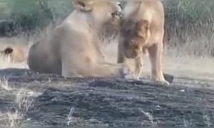 ગીરની સિંહણોનો આ વાયરલ વિડીયો તમે જોયો કે નહિ?