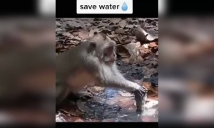 પાણી બચાવવા મહેનત કરી રહેલા આ વાંદરાને જુઓ