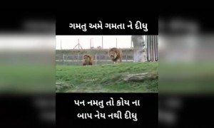 સિંહ તો સિંહ કેવાય, એના ગળે સાંકળ બંધાય ના