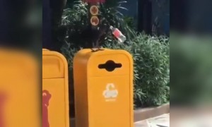 સફાઈ કરતા કાગાળાનો વાયરલ વિડિઓ