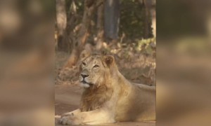 રોડ પર બેઠા સિંહનો વાયરલ વિડીઓ