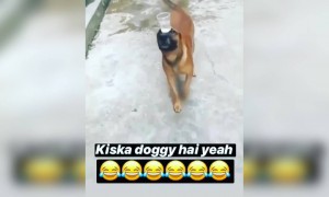 આ કૂતરાના કરતબ સોસીયલ મીડિયા પર જોઈ ચુક્યા છે લાખો લોકો