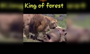 જંગલના રાજાની મજાક ન કરાય, નકર નાસ્તો થઇ જાય