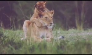 માંનો પ્રેમ એના છોરુંડા માટે અતૂટ હોઈ છે, પછી ભલે માણસ હોઈ કે જાનવર