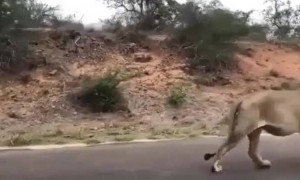 સિંહના ટોળાં ન હોઈ વાલા