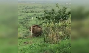 જ્યારે સિંહ ગર્જના કરે ત્યારે આખો વગાડો ધ્રુજી ઉઠે