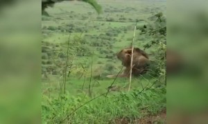 જ્યારે સિંહ ગર્જના કરે ત્યારે આખો વગડો ધ્રુજી ઉઠે