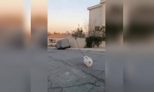 કોરોનાના કહેર વચ્ચે કૂતરાને ફેરવવા આ વ્યક્તિ કરી રહ્યો છે ટેક્નોલોજીનો ઉપયોગ