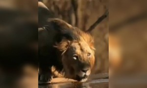 હા ગીરની મોજ હા