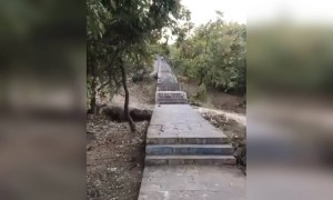 ગિરનારની સીડીઓ પર સાવજોના આટા ફેરા