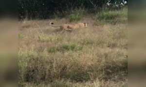 જ્યારે ગાંડી ગીરની સિંહણ નીકળે ત્યારે