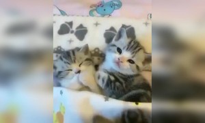 બિલાલીના બચ્ચાં નો ક્યૂટ વીડિયો