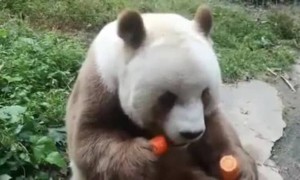 તમારો ક્યો મિત્ર આમ ખાય છે?