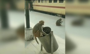 જુઓ lockdown ની કેવી અસર જોવા મળી