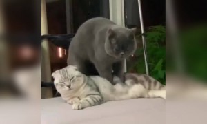 માલિશ કરતી બિલાડી જોય ક્યારેય?