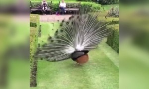 કાળા કરતો મોર ખરેખર મન મોહી લ્યે છે