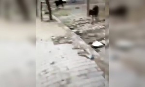 Lockdown મા આ લોકો મૂંગા પશુઓને ખવડાવે છે