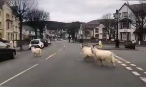 લોકોના ઘરમાં રહેવાથી કુદરત ખીલી ઉઠી