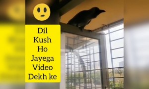 મિત્રતા માત્ર માણસ જ નથી કરતા, જુઓ પક્ષીઓની મિત્રતાનું ઉદાહરણ