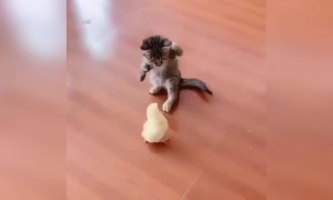 બિલાડીના બચ્ચાં અને મૂર્ગીના બચ્ચાં વચ્ચે થયું ધીંગાણું