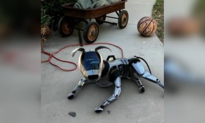 લ્યો બોલો હવે કુતરા પણ ઈલેક્ટ્રીક આવી ગયા