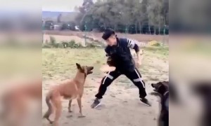 આ કૂતરાઓએ લીધી છે કરાટેની ટ્રેનીંગ