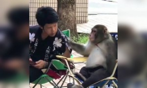 શું કહ્યું હસે આ વાંદરાએ એના માલિકના કાનમાં? કૉમેન્ટ કરી જણાવો