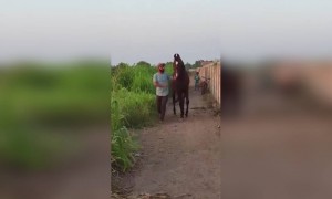 ક્રિકેટર રવિન્દ્ર જાડેજાનો અશ્વપ્રેમ: લોકડાઉનના સમયમાં પોતાના ઘોડા સાથે વિતાવી રહયા છે સમય