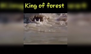 સિંહ તો સિંહ કેવાય