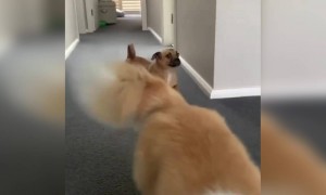 તમે પાડ્યાં છે ક્યારેય કોઈના ચાળા?