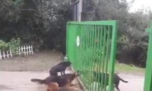 આજકાલના સોશિયલ મીડિયા પર થતા જગડા કાંઈક આવા હોય છે