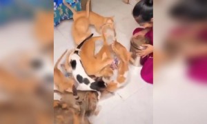 જિંદગીમાં બસ આટલું દયાળુ બનવું છે !!