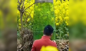 કલાકારે પોતાની કલાથી અદ્રશ્ય કરી દીધું જાડ