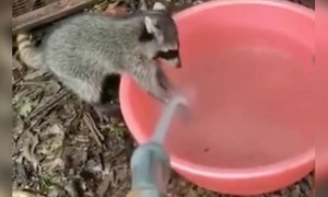 કોરોનાના સમયમાં વારંવાર હાથ ધોવા જરૂરી છે, જાનવરો આપી રહ્યા છે શીખ