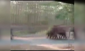 લોકડાઉન દરમિયાન લોકો ઘરોમાં બંધ છે, ત્યારે કર્ણાટકના કોડાગુ જિલ્લામાં હાથીઓનો ટોળું જોવા મળ્યું