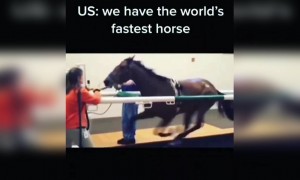 હવે તમેજ કયો ક્યાંના ઘોડા સારા, અમેરિકા કે ઇન્ડિયા?