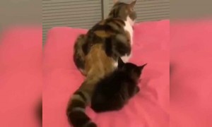 સળી કોઈક બીજું કરી ગયું અને પયડી બીજાને