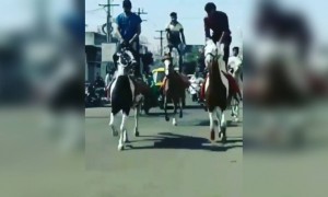 અશ્વપ્રેમી જનતા માટે ખાસ વીડિયો