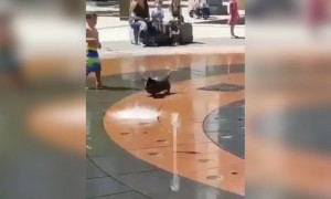 આ કૂતરાને મજા પડી ગઈ