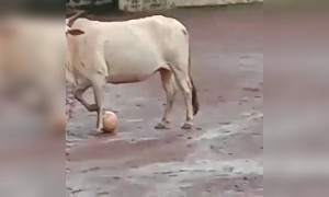 ગાયને ફૂટબોલ રમતા જોઈ છે ક્યારેય?