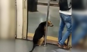 મુંબઈના લોકોતો ઠીક પણ કૂતરાઓ પાસે પણ ટાઈમ નથી, સમય બચાવવા કરે છે મેટ્રોમા મુસાફરી