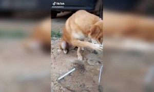 કુતરાઓને પણ ખબર પડે છે તો માસ્ક પહેરવું જોઈએ