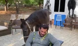 સલમાન ખાન લોકડાઉનના સમયમાં પોતાના પ્રિય ઘોડા સાથે કરી રહ્યા છે સમય પસાર