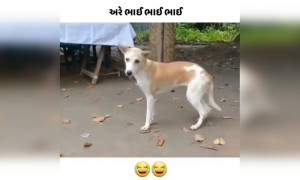 જોયો કે નાય આ કૂતરાનો ડાંસ