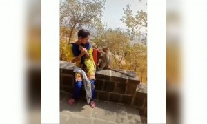 વાંદરો બગડ્યો