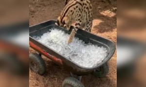 બરફથી રમતી જંગલી બિલાડી