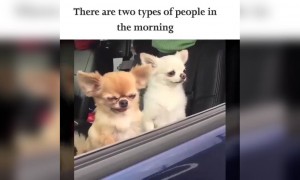 સવારમાં બે પ્રકારના માણસો જોવા મળે છે