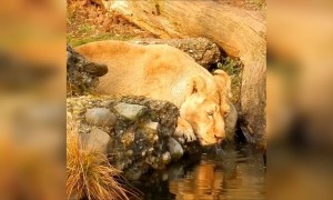 હિરણના નીર પીતી સિંહણ