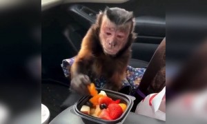 વાંદરો ડાઈટિંગમાં છે