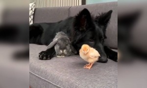 કેમ છે બાકી આ જાનવરોની દોસ્તી